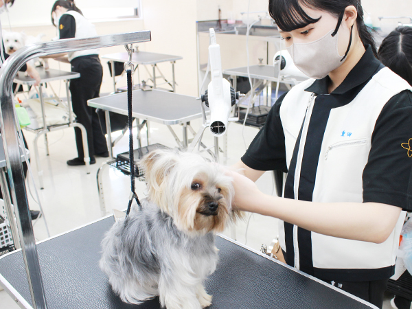 学校のモデル犬とトリミング実習☆